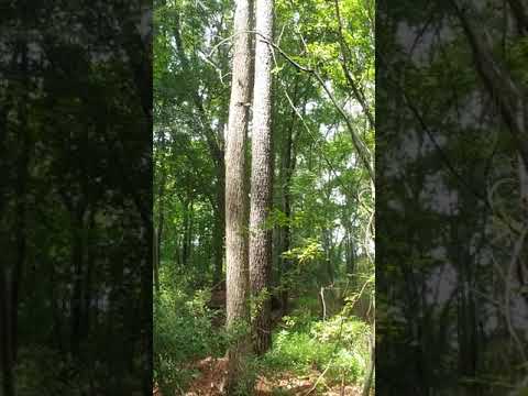 Deciduous Forest Biome - YouTube
