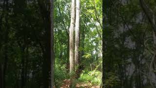 Deciduous Forest Biome