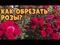 СРОЧНО ОБРЕЗАЕМ РОЗЫ! Как и когда обрезать розы летом?