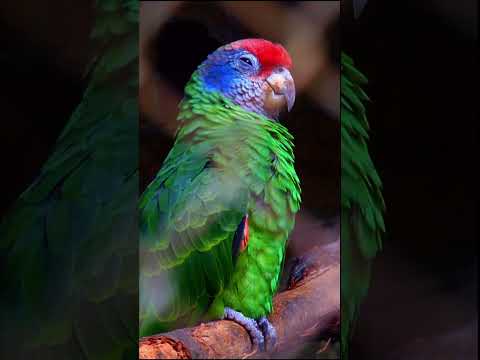 Papagaio de cara roxa, red-tailed amazon, Amazona brasiliensis #shorts #nature #birds