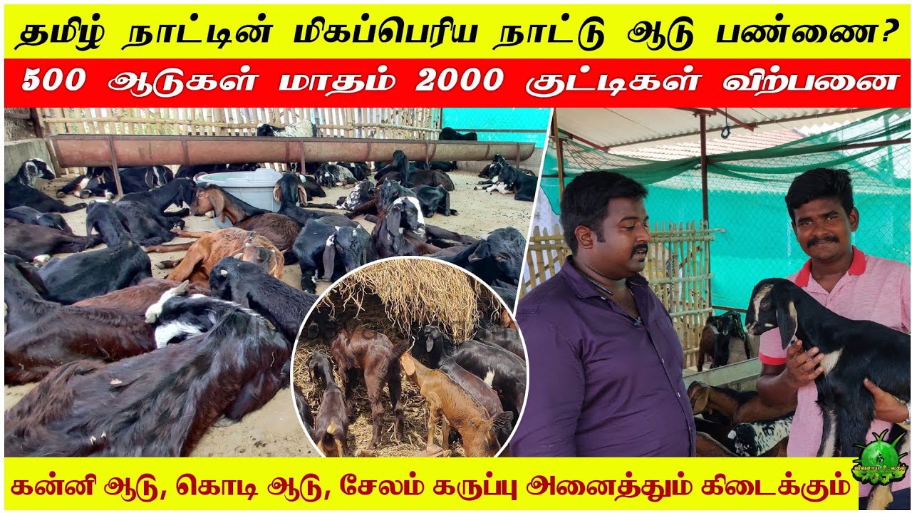 தமிழ்நாட்டின் மிக பெரிய நாட்டு ஆடு பண்ணை / 500 ஆடுகள் மாதம் 2000 குட்டிகள் விற்பனை ??