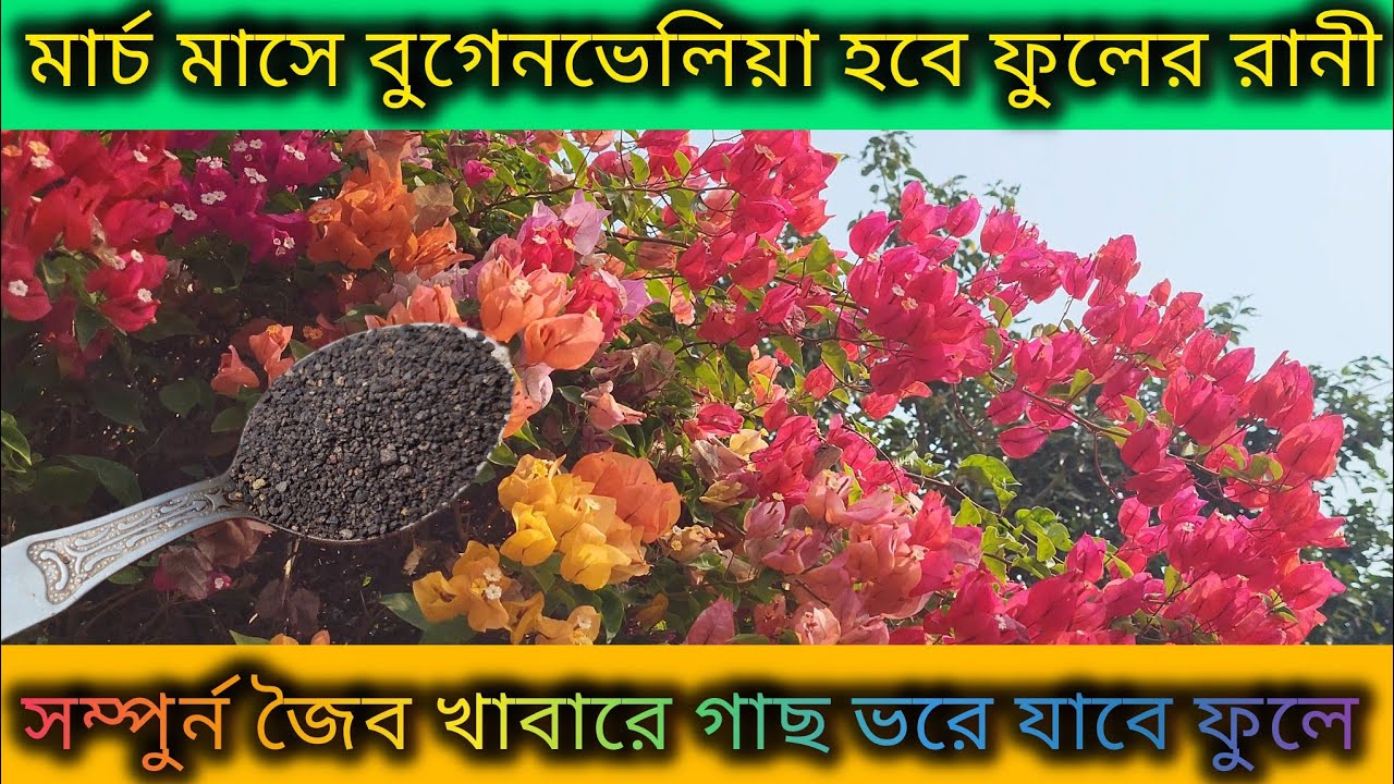 বুগেনভেলিয়া গাছের মার্চ মাসের পরিচর্যা/Bougainvillea flower plant care in summer season/Baganbilas.