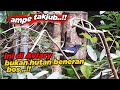 INI DI DALAM AVIARY, BUKAN DI HUTAN BENERAN BOS !!  ( AVIARYKU ISTANAKU )