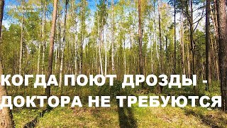 РАННЯЯ ВЕСНА,ПЕНИЕ ДРОЗДОВ.КОГДА ПОЮТ ДРОЗДЫ-ДОКТОРА НЕ ТРЕБУЮТСЯ