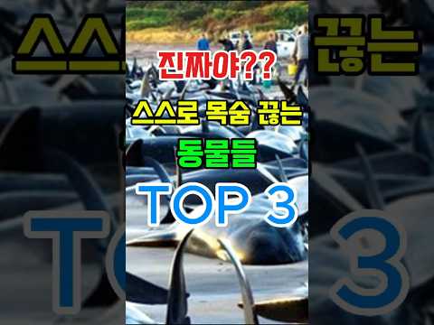 진짜?? 스스로 목숨을 끊는 동물이 있습니다..
