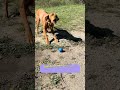 Your dog will love to play! #fok
