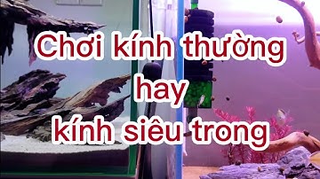Phân biệt hồ cá kính thường và kính siêu trong và cái kết