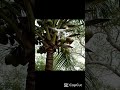 Using a drone to harvest coconuts #drone #dji #short #shorts