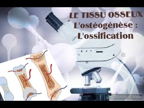 L’ostéogenèse : L&rsquo;ossification