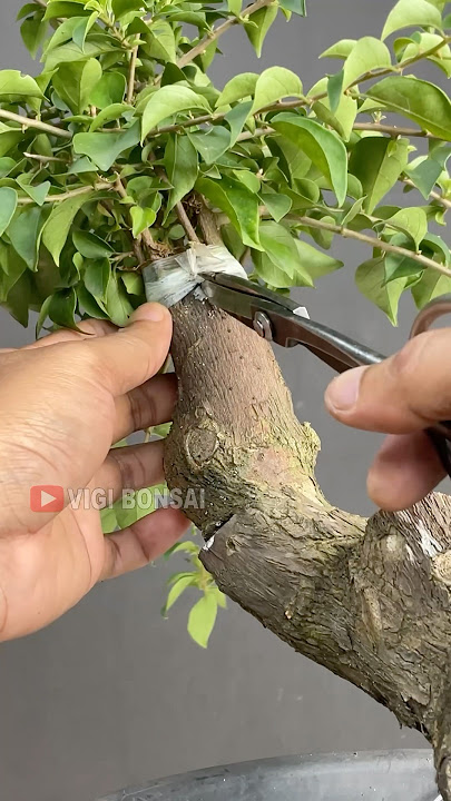Bougainvillea Grafting Results