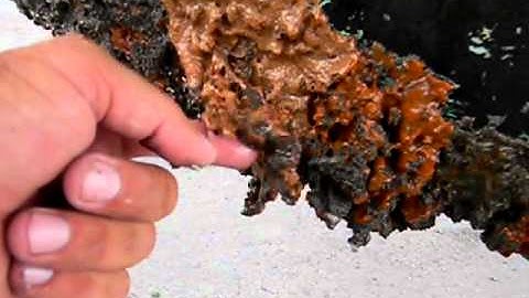 rubaiyat and barnacles on her bottom