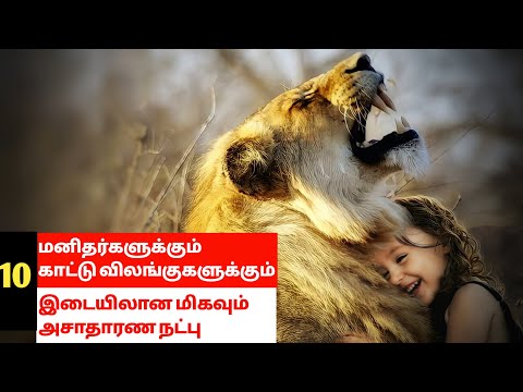 10 மனிதர்களுக்கும் காட்டு விலங்குகளுக்கும் இடையிலான மிகவும் அசாதாரண நட்பு | Tamil 10s