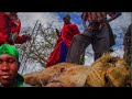 When Lion Attacks Your Neighbor S Boma Maasai Village Life When Lion Attacks Your Neighbor S Boma Maasai Village Life