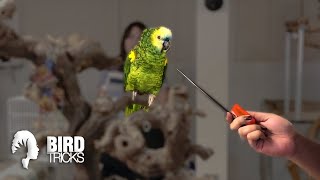 Stick Training Amazon Parrots