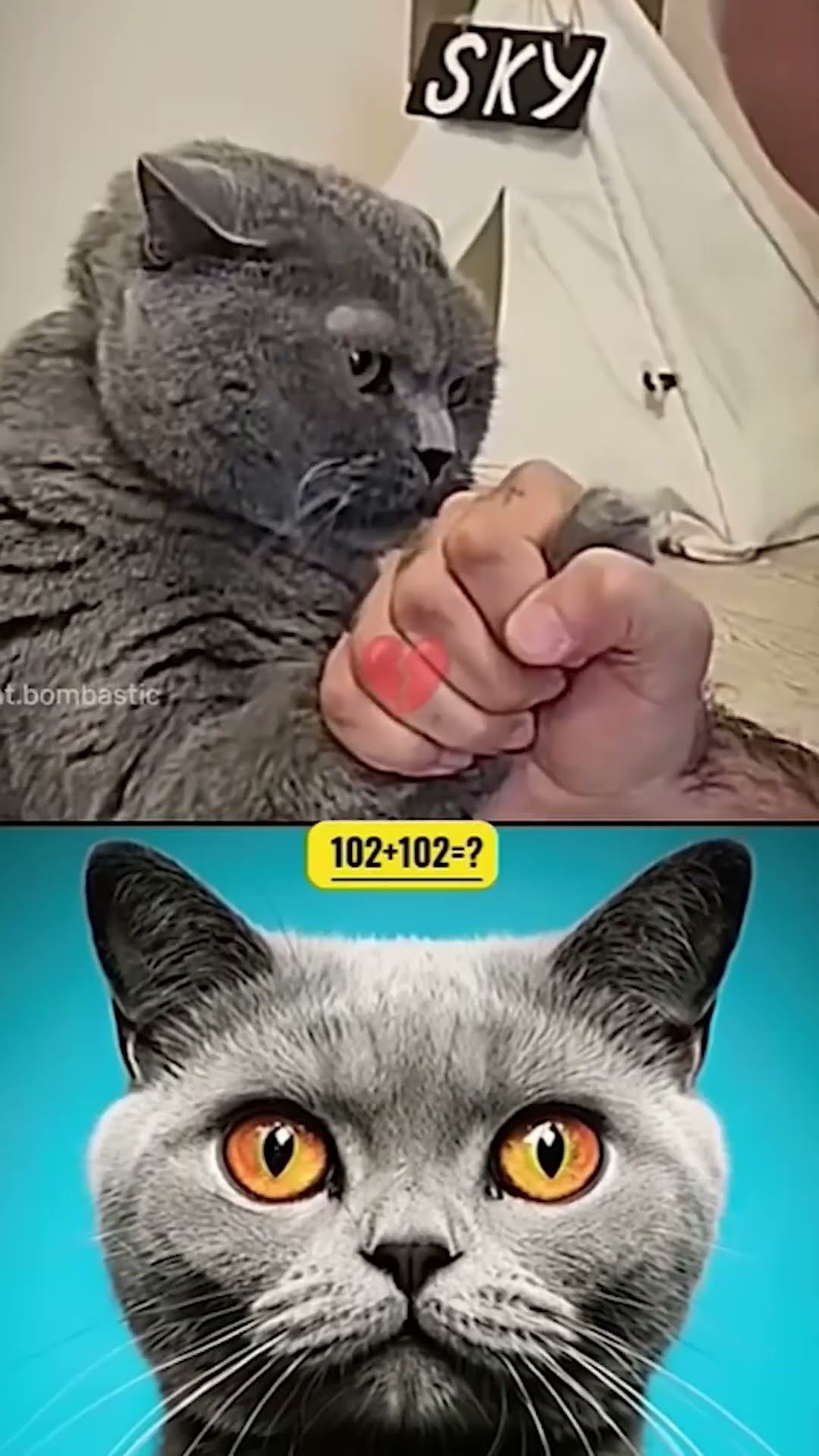Pulseada contra un GATO?