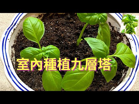 在室內種植九層塔,燒肉蒸魚的配料不用出門買了 在室內種植九層塔,燒肉蒸魚的配料不用出門買了