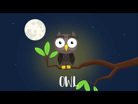 Owl - YouTube