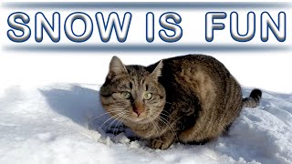 Cute cat Bunka playing with snowballs / Maine Coon Iggy by Maine Coon Iggy 124 views 3 years ago 3 minutes, 41 seconds