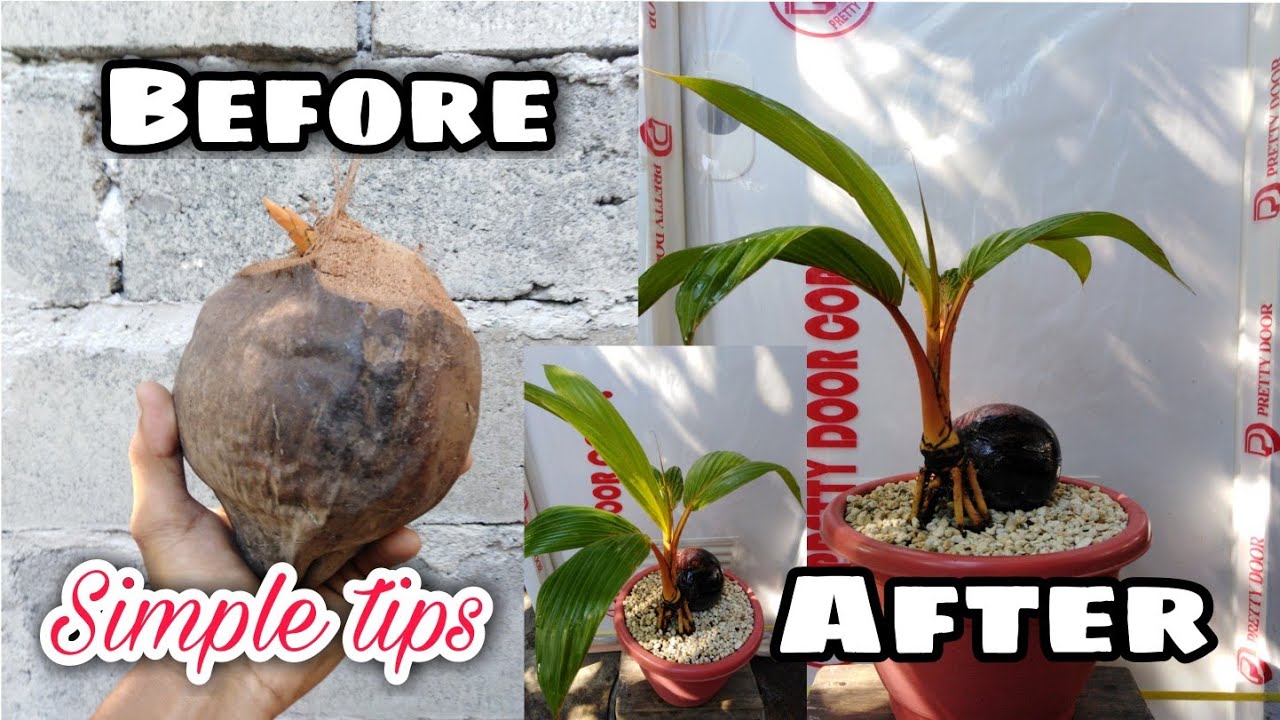 HOW TO MAKE COCONUT BONSAI GOLDEN COCONUT BONSAI PHILIPPINES