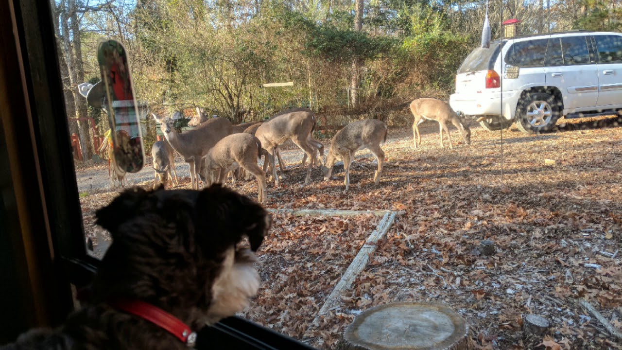 Beach Mountain Bar Thanksgiving Dinner Ellijay,Ga YouTube