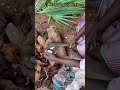 Nungu Thavan Nungu Palmyrafruit Palm Palmtree Naturestatus 