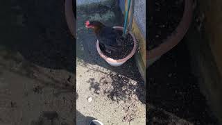 Kücük Ponci̇kleri̇n Led Lambalarini Degi̇şti̇ri̇yoruz.. Parti̇ 2..