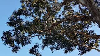Sounds of Bell Miner (Manorina melanophrys) birds at Royal Botanic Gardens, Melbourne