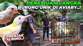 Download lagu LANGKA BANGET..! PENEMUAN PRENJAK ALBINO UNIK. PARA KEEPER LANGSUNG MELONGO..!!