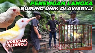 LANGKA BANGET..! PENEMUAN PRENJAK ALBINO UNIK. PARA KEEPER LANGSUNG MELONGO..!!