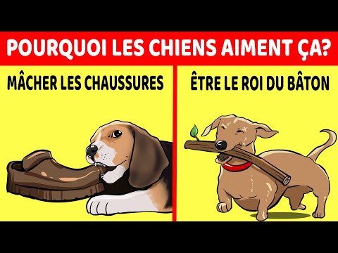 Vidéo: 15 choses que votre chien dirait si elles pouvaient parler