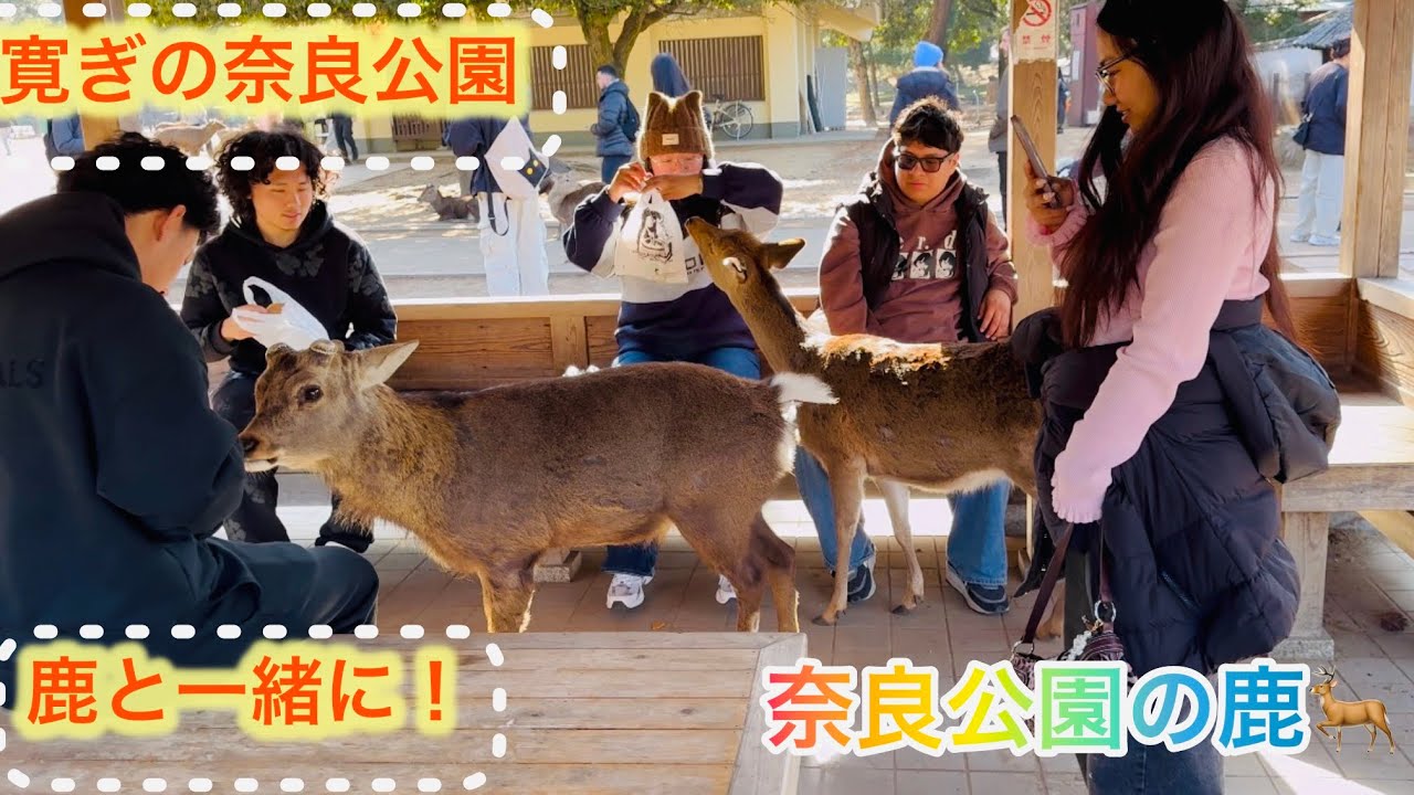 癒しの奈良公園 休憩所で人 気者の鹿さん Nara Park deer in japan 🇯🇵 