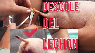 corte de cola en lechones