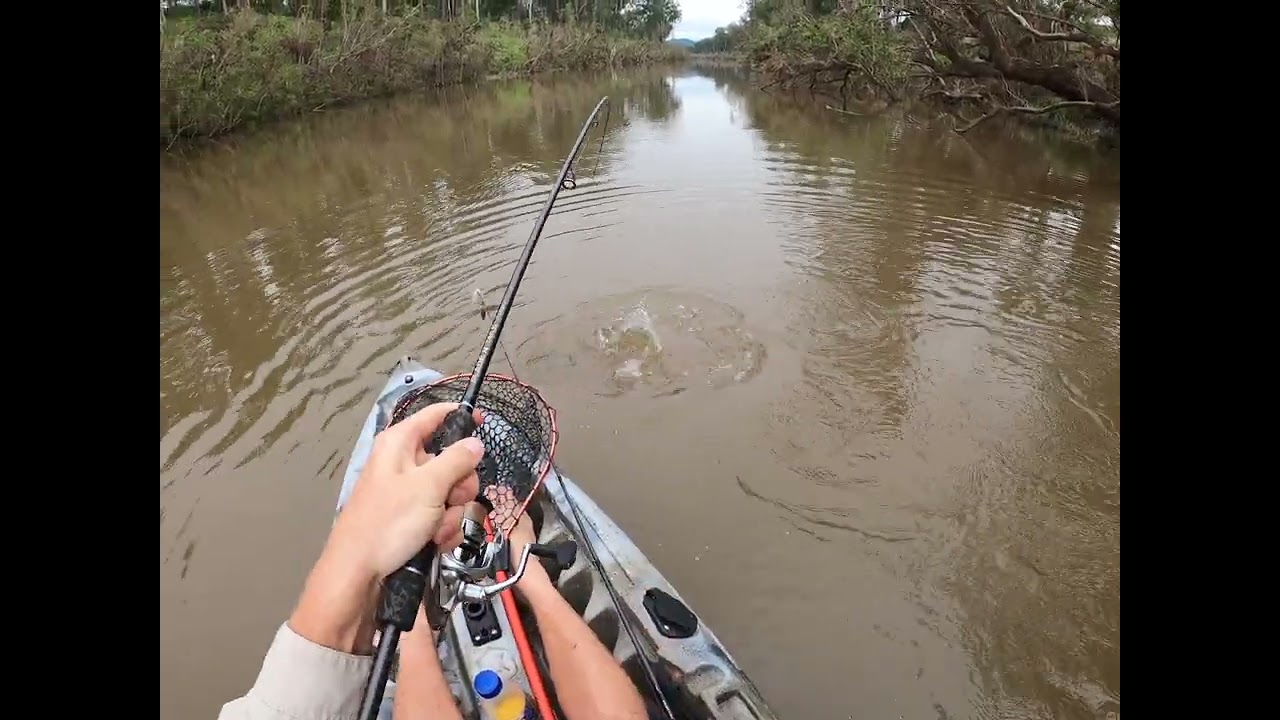Brisbane river fishing. Topwater EXPLOSION POBSE