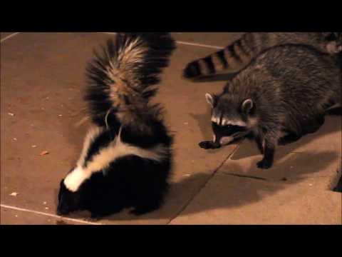 Skunk vs raccoons / Скунс против енотов