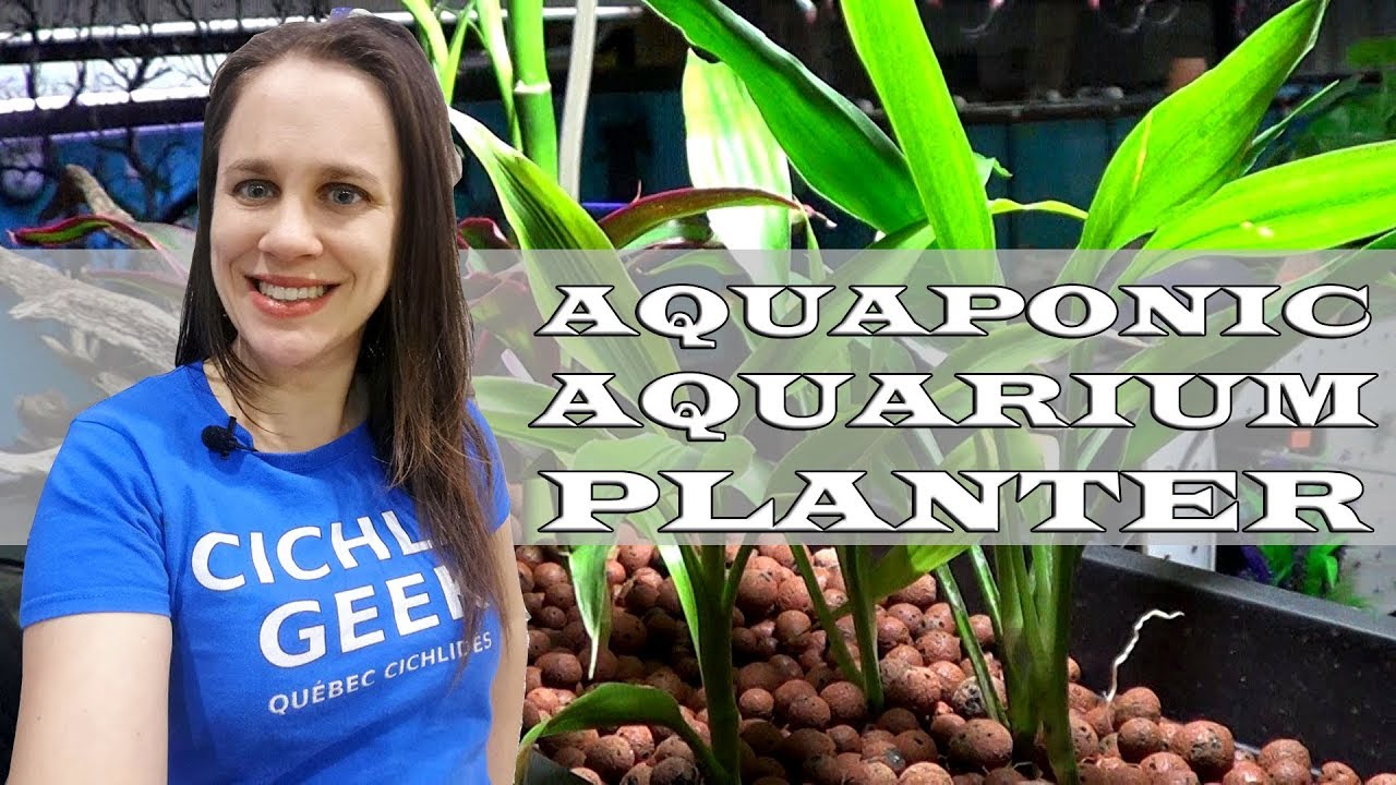 DIY Aquarium Aquaponic Planter How to build YouTube