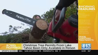 Christmas tree permits for Lake Tahoe Basin only available in person