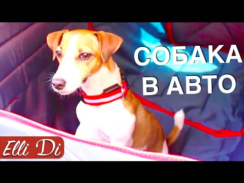 ПОКУПКИ ДЛЯ СОБАКИ АВТОГАМАК | ПОКУПКИ ИЗ ЗООМАГАЗИНА | ELLI DI