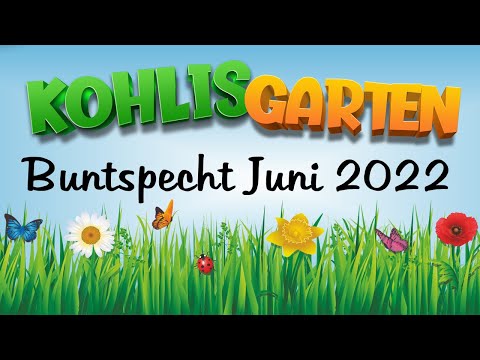 Buntspecht am Kirschbaum Juni 2022