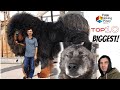 PINAKA MALAKI AT MALAKAS NA ASO SA BUONG MUNDO | TOP 10 Largest & Strongest Dog Breed in the World