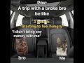 A trip with a broke bro be like #Catmeme #Funny #Shorts