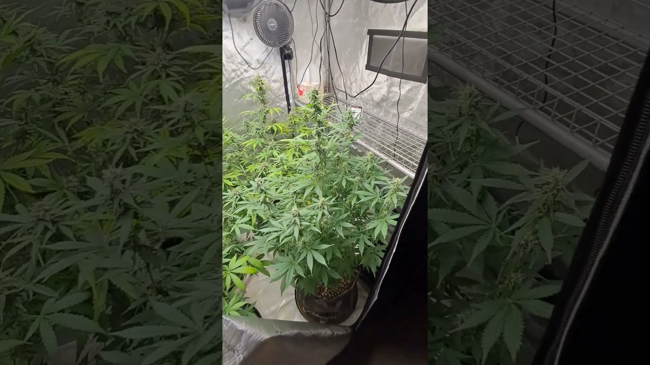 grape ape and northern lights grow update