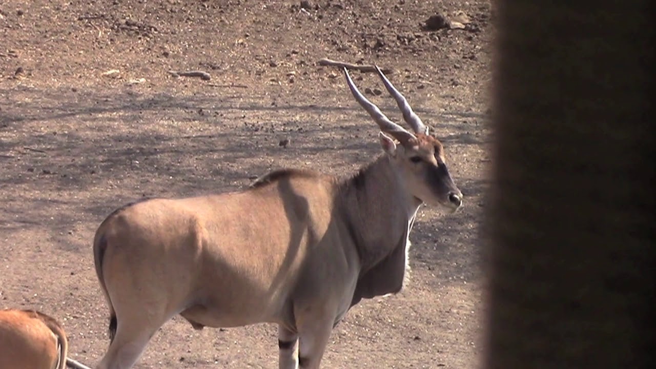 Bow Hunting Big Eland in Limpopo vir Spiral Horn Safaris