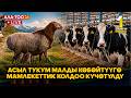 Асыл тукум малга мамлекеттик колдоо күчөтүлдү // ТҮЗ ЭФИР