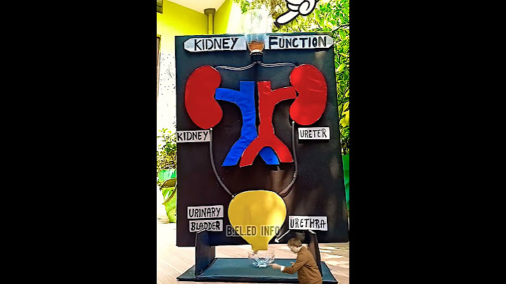 School Science projects l Kidney working model #diy #diycraft #beledinfo