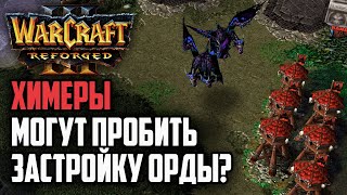 ХИМЕРЫ МОГУТ ПРОБИТЬ ЗАСТРОЙКУ ОРДЫ?: Warcraft 3 Reforged