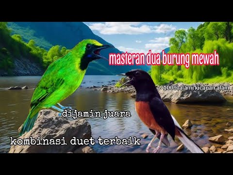 ISIAN KOMBINASI TERBAIK MURAI BATU MEDAN VS CUCAK IJO KALIMANTAN