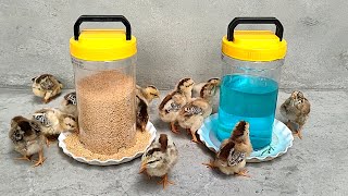 How to make a very simple feeding tray for chicks _ Rescue chicks that have lost their mothers