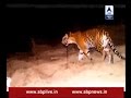 Exclusive: Watch the LIVE ENCOUNTER of man-eating tigress