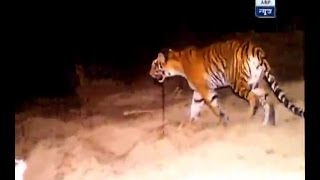 Exclusive: Watch the LIVE ENCOUNTER of man-eating tigress