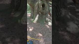 Historic Angel Oak Tree Charleston, Sc